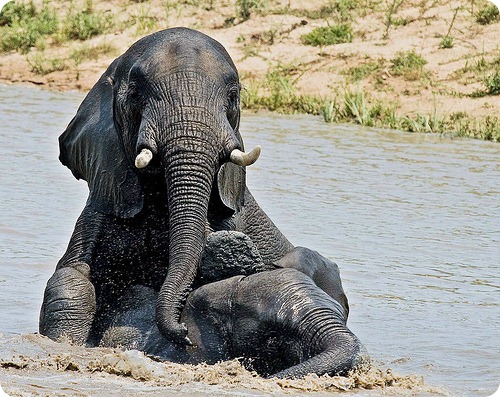 elefant