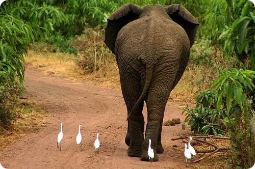 elefantul_african
