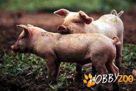  Cumpar porc Bucuresti