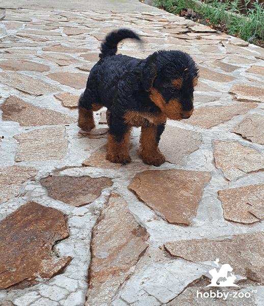 Vând airedale terrier 
