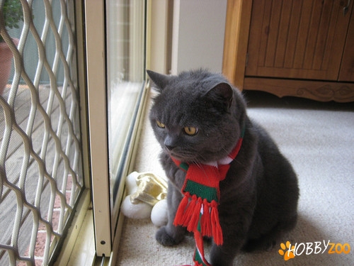 British ShortHair Blue